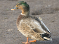 Mallard